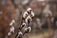 Der Fr&uuml;hling zeigt sich